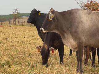 Plantas tóxicas podem colocar a boiada em risco