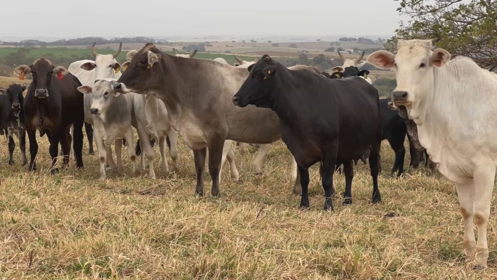 Alimentação adequada e os cuidados para que os animais não comam ervas tóxicas que nascem no campo — Foto: Reprodução/TV TEM