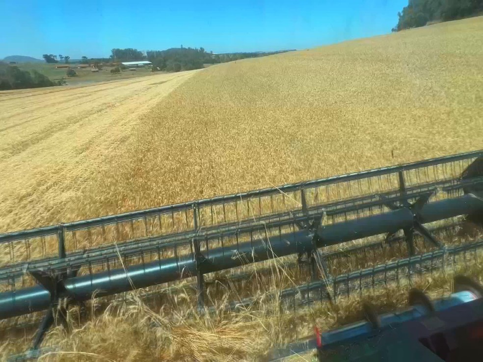 Safra de trigo em SP deve ser a melhor dos últimos três anos, aponta projeção da Conab — Foto: Reprodução/TV TEM