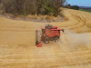 Produtores colhem safra de trigo no interior de SP