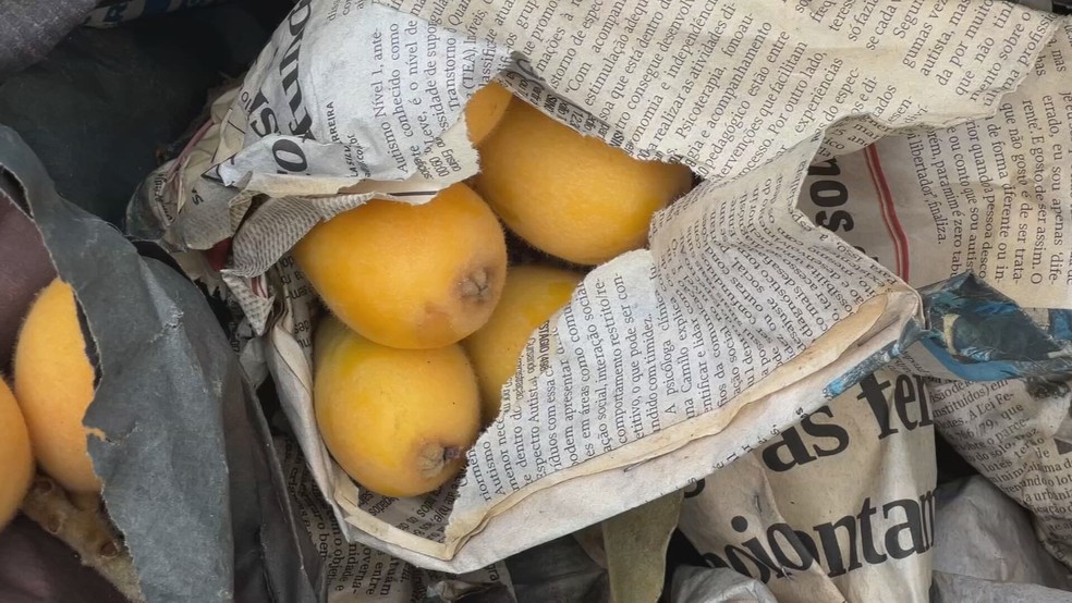 Nêspera é uma fruta de casca amarela, comumente transportada em uma embalagem de papel — Foto: TV TEM/Reprodução