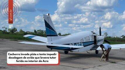 Cachorro Bailey tenta impedir que avião decole com dono ferido em acidente no Acre