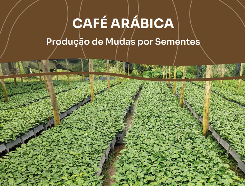 Material mostra inclui desde a escolha das mudas até recomendações de adubação. — Foto: Reprodução