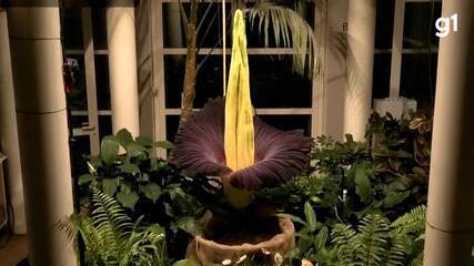 'Flor-cadáver' floresce e atrai multidão para o Jardim Botânico de Varsóvia