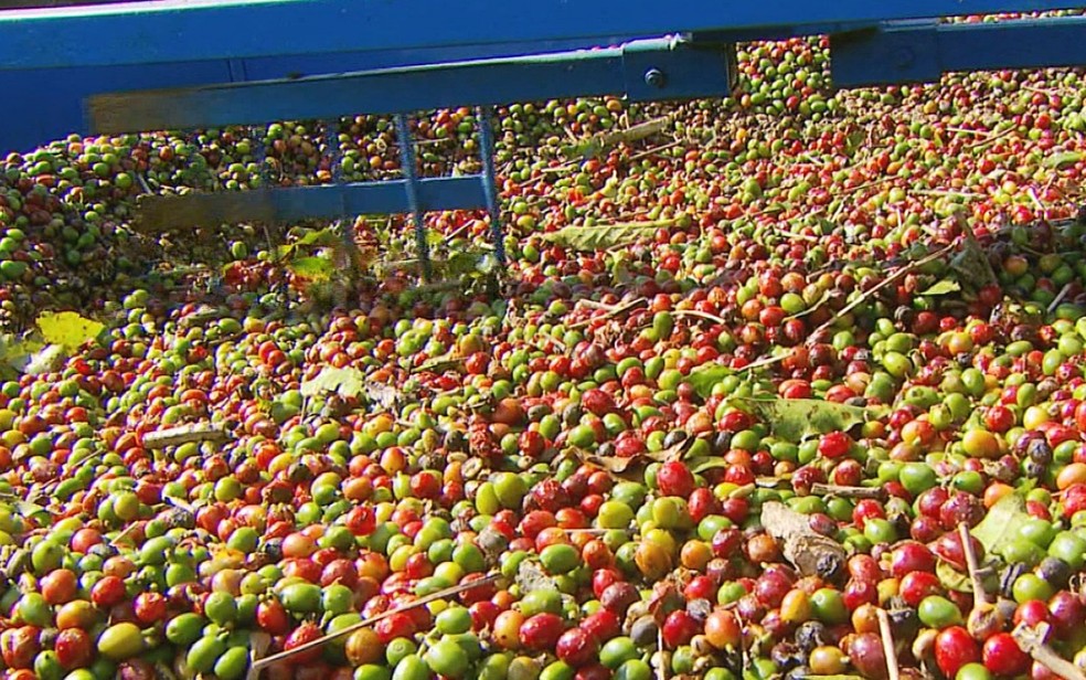 Café produzido no Sul de Minas Gerais — Foto: Reprodução / EPTV/Arquivo