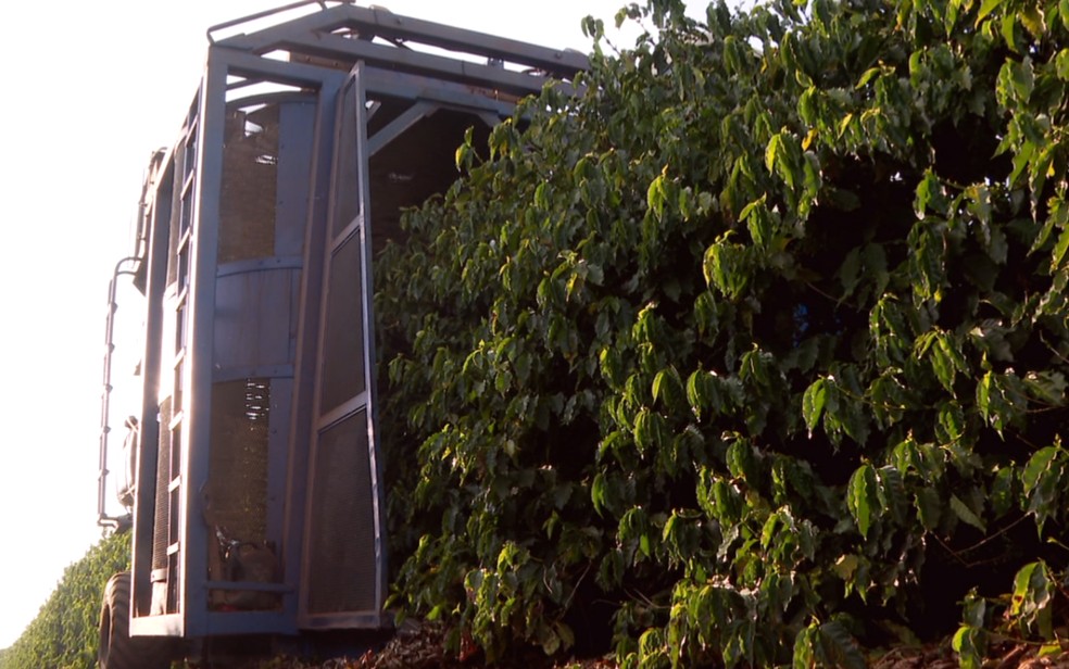 Taxação do café brasileiro pelos EUA preocupa produtores — Foto: Reprodução EPTV