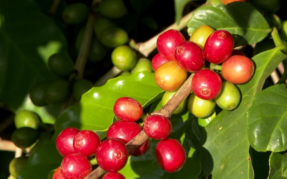 Mercado do café analisa possível impacto do 'tarifaço' de Trump para a produção no Sul de Minas — Foto: Reprodução EPTV