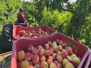 Clima atrapalha e afeta tamanho do pêssego em Jarinu