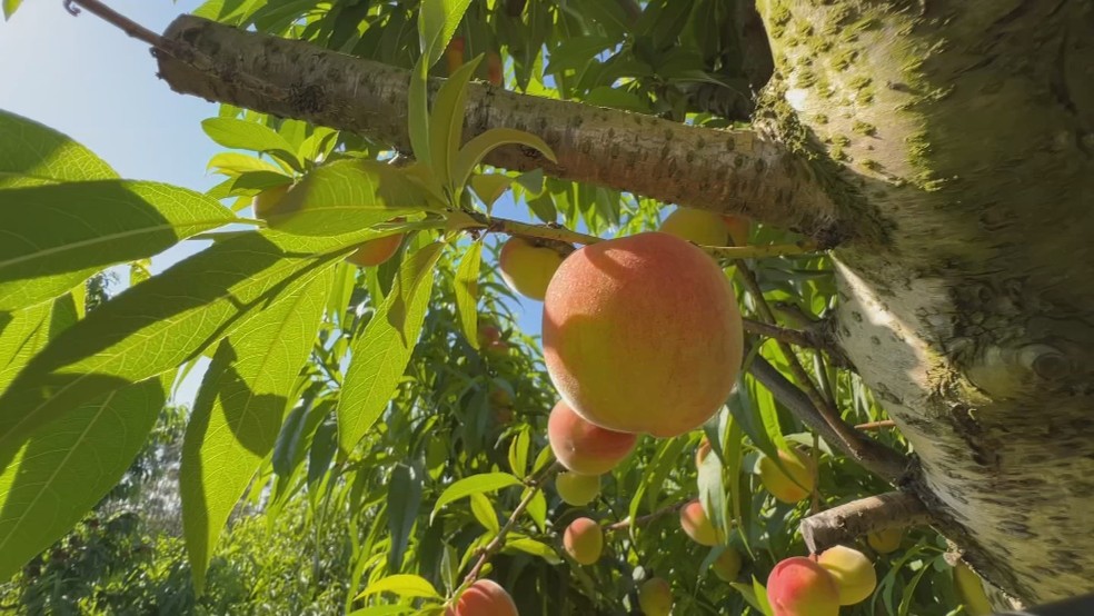 Produtores de pêssego enfrentam efeitos do calor e buscam manter a produtividade da fruta — Foto: TV TEM/Reprodução