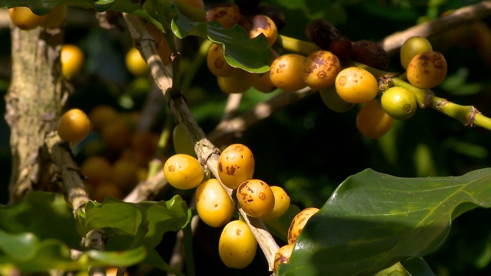 Estudo valida 11 cultivares que podem dobrar produção de café arábica — Foto: Reprodução/ TV Gazeta