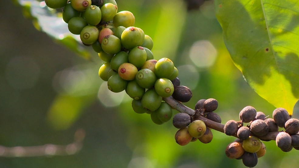 Estudo valida 11 cultivares que podem dobrar produção de café arábica no Espírito Santo — Foto: Reprodução/ TV Gazeta