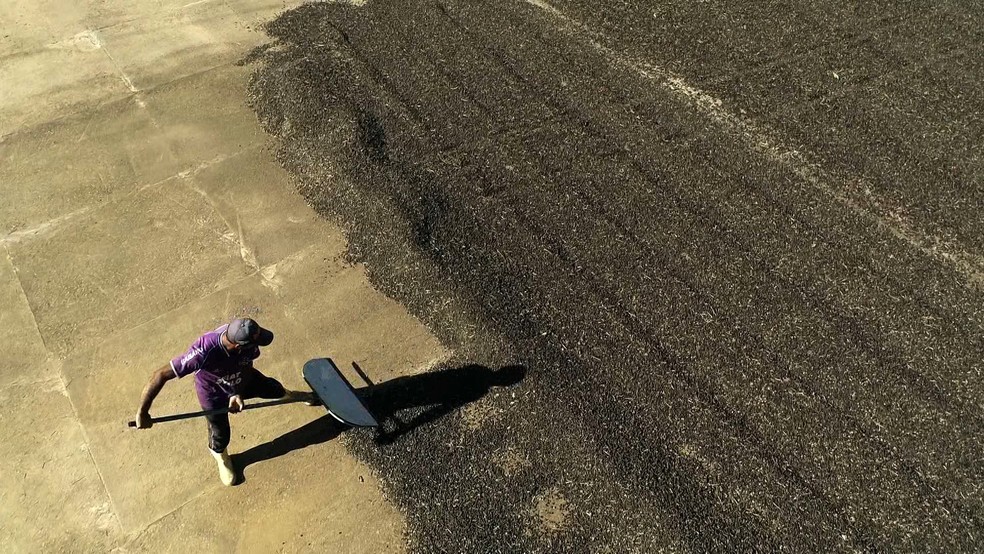 Estudo valida 11 cultivares que podem dobrar produção de café arábica no Espírito Santo — Foto: Reprodução/ TV Gazeta