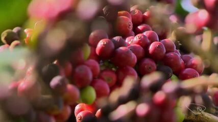 Pesquisa recomenda 11 cultivares de café arábica no ES; conheça as variedades avaliadas