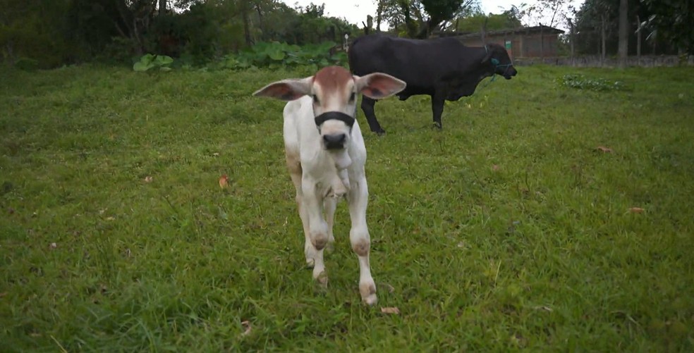 Bezerro Rafinha — Foto: Reprodução/Globo Rural
