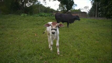 Bezerro nasce em Pernambuco com uso de nova técnica