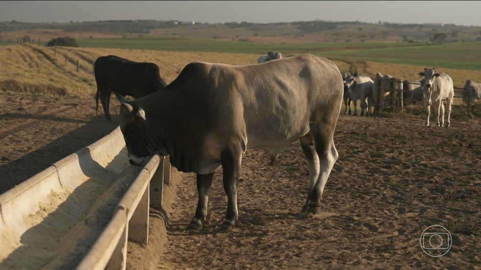 Conheça técnicas inovadoras que diminuem o impacto ambiental da produção de carne — Foto: Jornal Nacional/ Reprodução