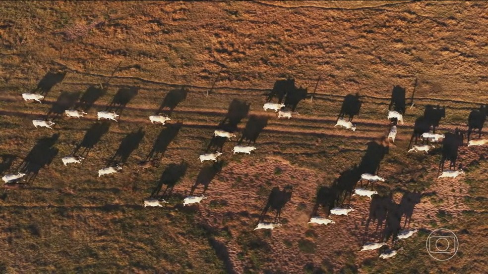 Conheça técnicas inovadoras que diminuem o impacto ambiental da produção de carne — Foto: Jornal Nacional/ Reprodução
