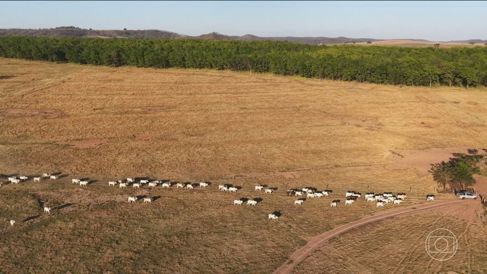Conheça técnicas inovadoras que diminuem o impacto ambiental da produção de carne — Foto: Jornal Nacional/ Reprodução