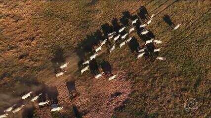 Novas técnicas diminuem o impacto ambiental da produção de carne