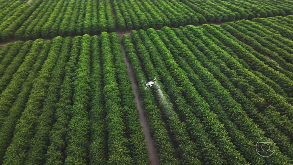 Diante das mudanças climáticas, pesquisa genética e tecnologia revolucionam plantio do café no Brasil — Foto: Jornal Nacional/ Reprodução