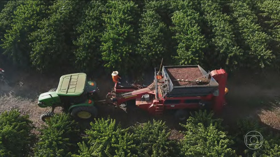 Diante das mudanças climáticas, pesquisa genética e tecnologia revolucionam plantio do café no Brasil — Foto: Jornal Nacional/ Reprodução