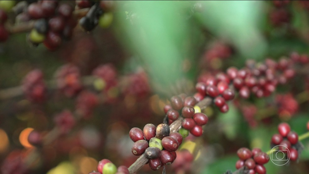Diante das mudanças climáticas, pesquisa genética e tecnologia revolucionam plantio do café no Brasil — Foto: Jornal Nacional/ Reprodução