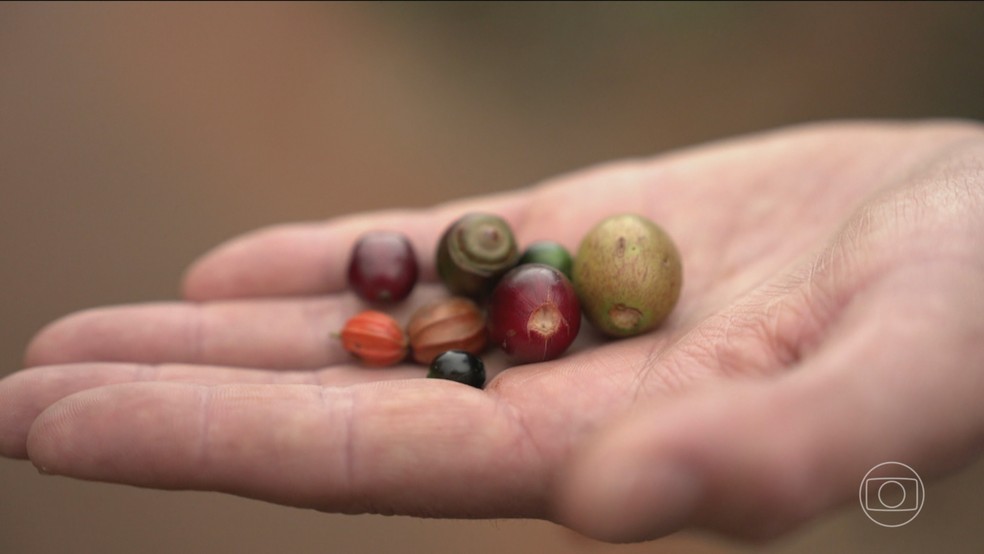 Diante das mudanças climáticas, pesquisa genética e tecnologia revolucionam plantio do café no Brasil — Foto: Jornal Nacional/ Reprodução