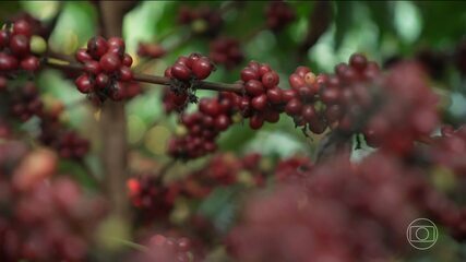 Tecnologia e pesquisa genética ajudam produção de café no Brasil