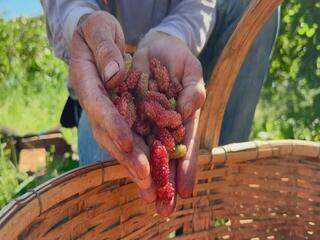 É época de colher amora no Oeste de SP