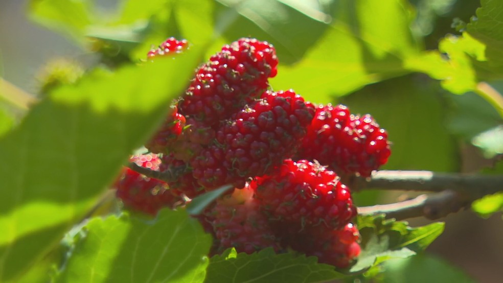 A safra da amora silvestre na cidade de Narandiba (SP) deve ser superior a de 2024, segundo os produtores — Foto: Reprodução/TV TEM