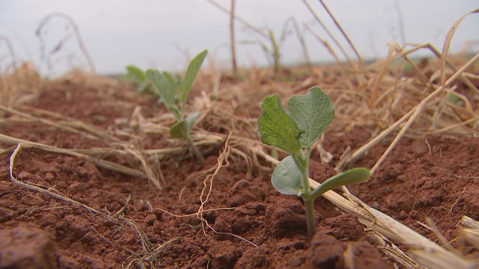 Segundo a Conab, a produção de soja deve crescer 1% neste ano, a estiagem tem influenciado nesse ritmo lento — Foto: Reprodução/TV TEM