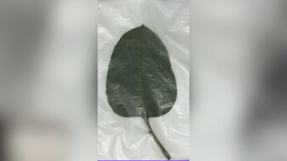 Falsa couve tem folhas mais finas, textura aveludada e coloração verde acinzentado. — Foto: Polícia Militar/Divulgação
