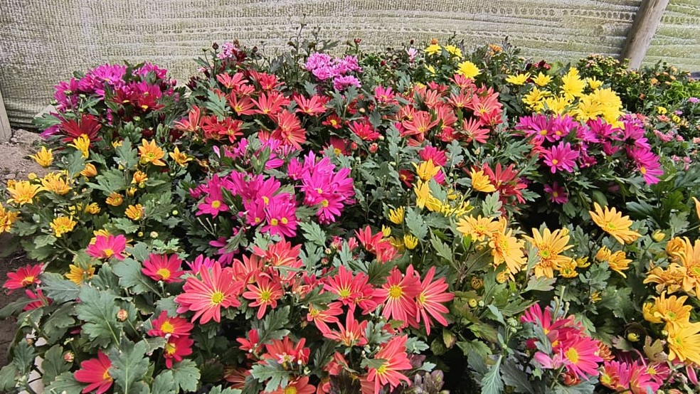 Sítio de flores comestíveis em Pedra Azul, Domingos Martins, Espírito Santo — Foto: Eliana Brum Magalhães
