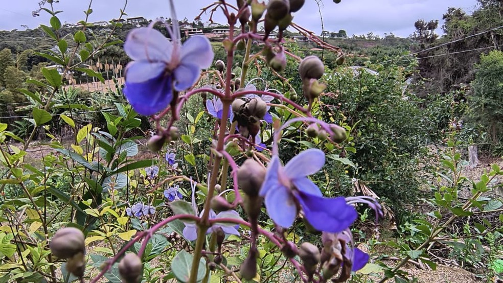 Produtora de flores comestíveis no Espírito Santo disse que procura aumentou — Foto: Eliana Brum Magalhães