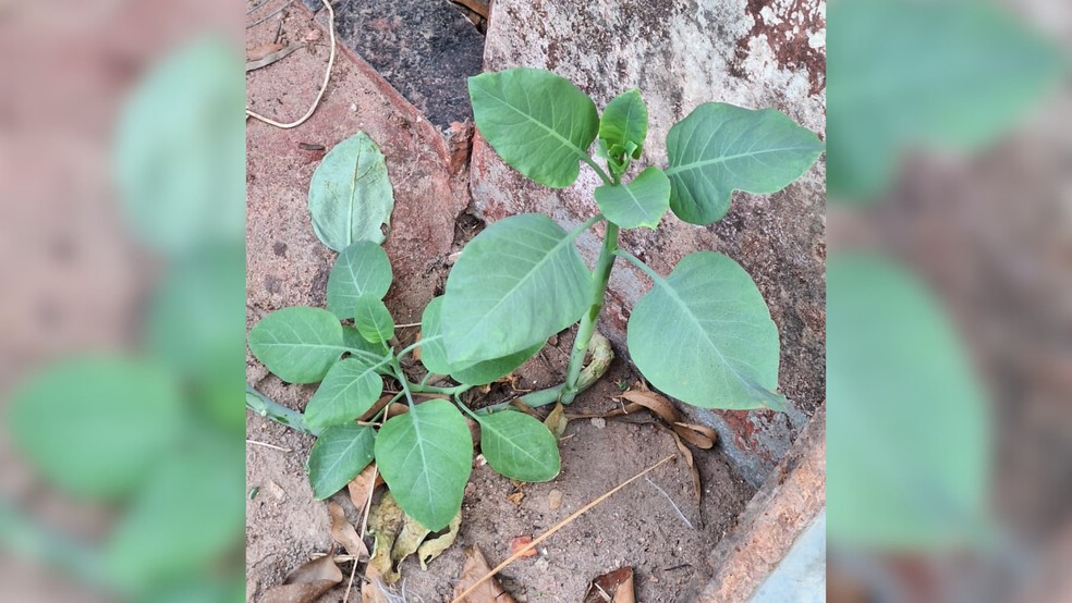 Nicotiana glauca — Foto: Corpo de Bombeiros/Divulgação