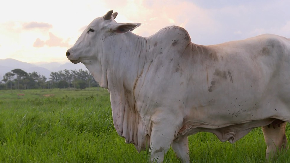 Gado Nelore é destaque por ter uma carne suculenta, macia e muito procurada por compradores exigentes — Foto: Reprodução/ TV Gazeta