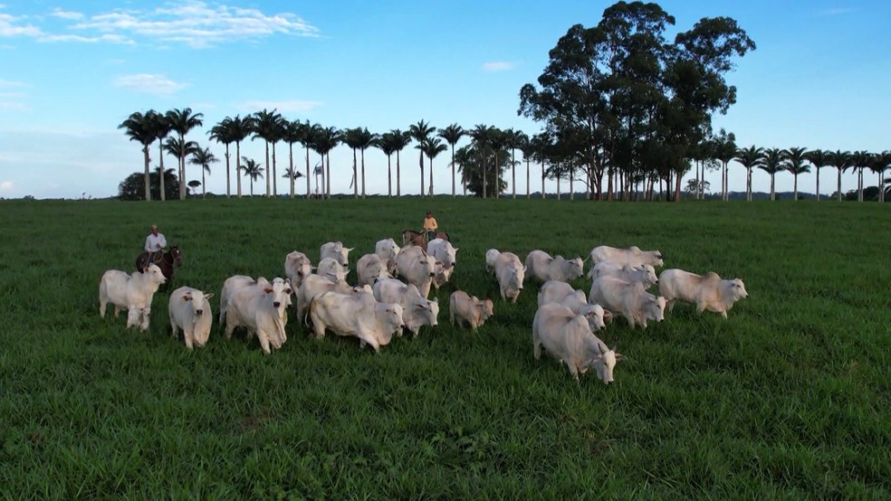 Fazenda de gado de corte em Vila Velha, no Espírito Santo — Foto: Reprodução/ TV Gazeta