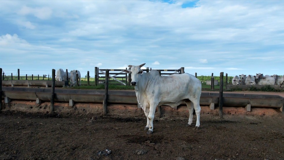 Fazenda de gado de corte em Vila Velha, no Espírito Santo — Foto: Reprodução/ TV Gazeta