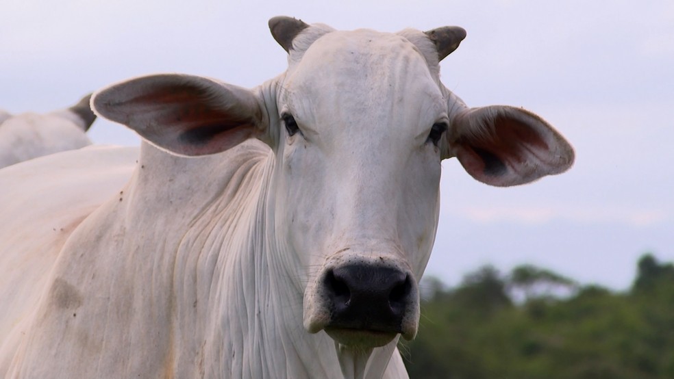 Gado Nelore é destaque por ter uma carne suculenta, macia e muito procurada por compradores exigentes — Foto: Reprodução/ TV Gazeta