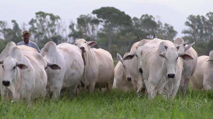 Cresce exportação de gado nelore no Espírito Santo
