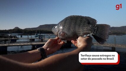 Tarifaço causa estragos no setor do pescado no Brasil