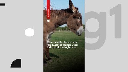 O burro mais alto e o mais ‘orelhudo’ do mundo vivem lado a lado na Inglaterra