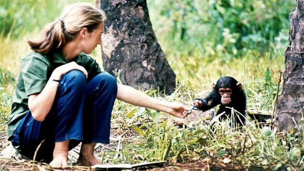 Após sua primeira viagem, Goodall retornou à África para aprender mais sobre os chimpanzés — Foto: Instituto Jane Goodall/via BBC