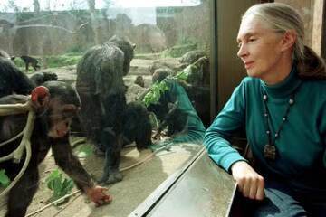 Jane Goodall, defensora do meio ambiente e 'amiga dos chimpanzés', morre aos 91 anos
