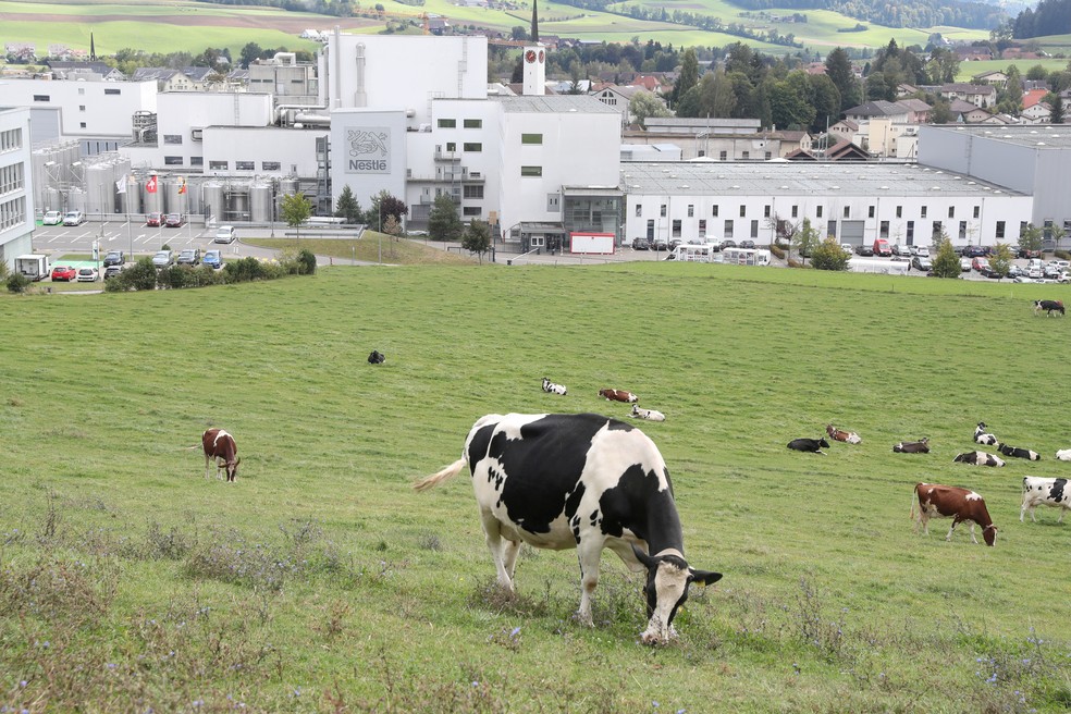 Vacas em frente a fábrica da Nestlé em Konolfingen, na Suíça, em foto de 28/09/2020 — Foto: Arnd Wiegmann/Arquivo Reuters