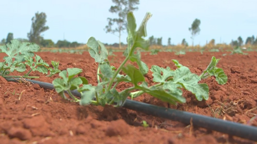 Família aposta na fertirrigação para garantir mais eficiência na produção de melancia em Presidente Bernardes (SP) — Foto: TV TEM/Reprodução