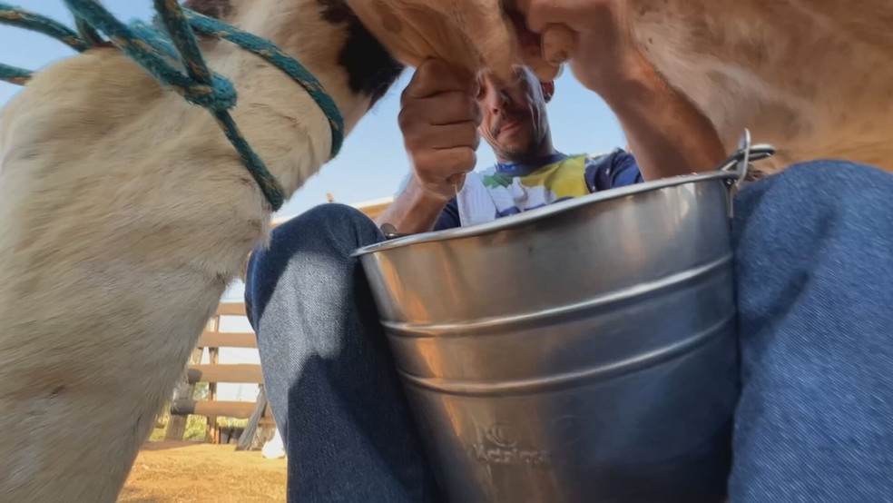 Casal Cristiano e Tainara Pinhel investe na produção de leite e derivados artesanais — Foto: Reprodução/TV TEM
