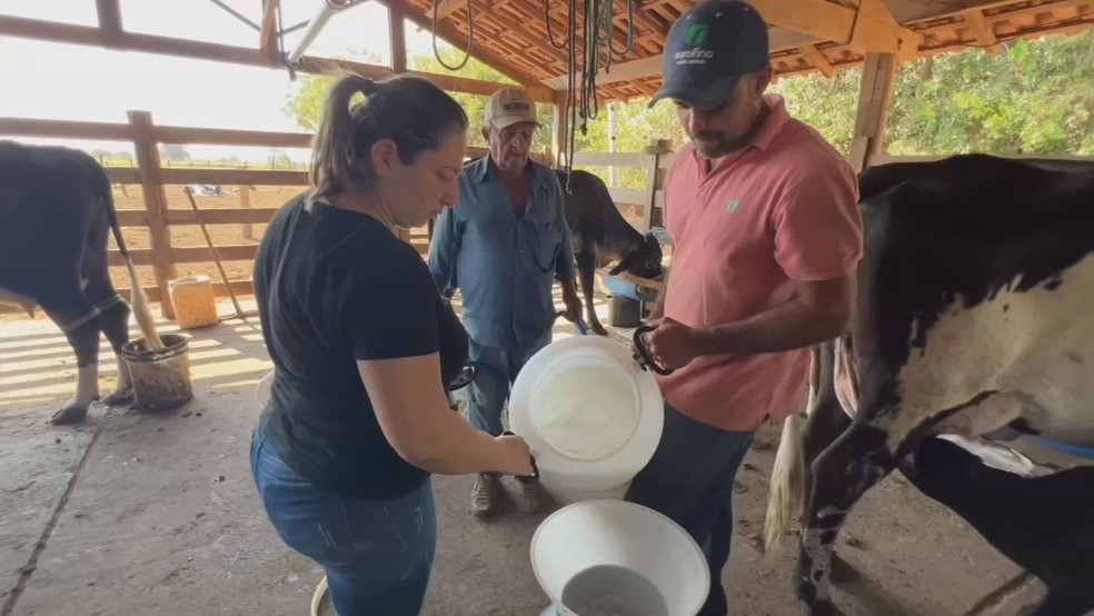 Produção de leite no sítio de Edmar Aparecido Alves chega a mais de 600 litros por dia — Foto: Reprodução/TV TEM