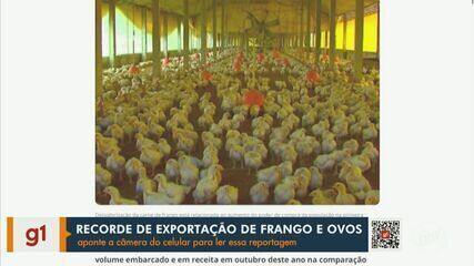 Exportações de carne de frango e ovos dobram em outubro, aponta Esalq-USP