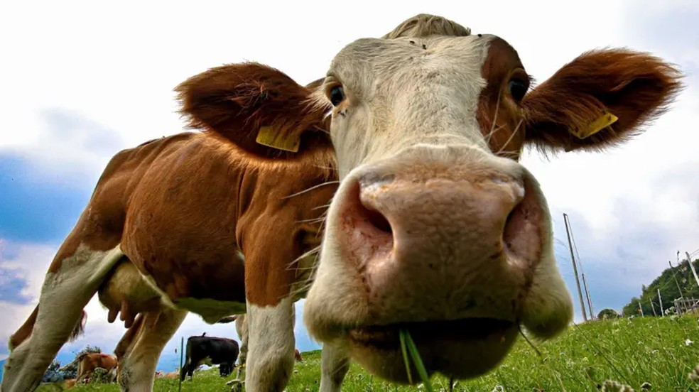 O índice mundial do preço da carne subiu em 10% este ano — Foto: Getty Images via BBC